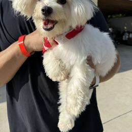 Tory - Maltese