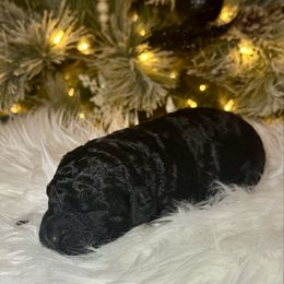 Buttercup - Black and white female Aussiedoodle puppy in Pasadena, Texas from Toledo Creek Doodles