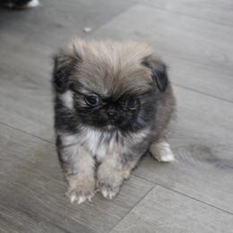 Pekingese Puppies from Amy’s Lil Pekingese
