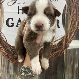 Girl 3 Light blue collar - Panda female German Shepherd puppy in Pelham, North Carolina from P & P Shepherds