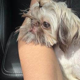 Loki - Shih Tzu