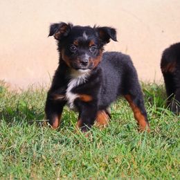 Route - Black tri male Toy Australian Shepherd puppy in Central Islip, New York from Fifth Avenue Australian Shepherds
