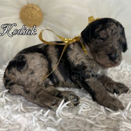 Girl 1 - Assorted Doodle Crosses puppy from Maria's Pups