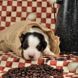 Australian Shepherd Puppies from Dovehawk Australian Shepherds