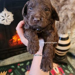 Hot Chocolate - Chocolate male Goldendoodle puppy in Pennsylvania from Pennsylvanian Puppies