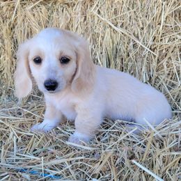 Bobbi Sue - Piebald female Dachshund puppy in Moses Lake, Washington from Dynamic Doxies