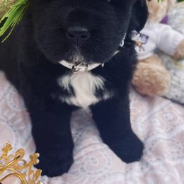 Newfoundland Puppies from CBN