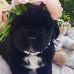 Newfoundland Puppies from CBN