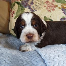 Theodore - Tri-Roan male English Springer Spaniel puppy in Kingsport, Tennessee from Leandra's English Springer Spaniels