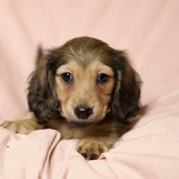 Dresden price 5000dollars - Cream male Dachshund puppy in Crystal, Michigan from Mare-bella Dachshunds