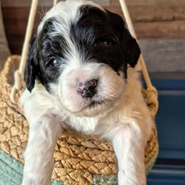 Uno - Parti male Labradoodle puppy in Sussex, Wisconsin from Dancing Doodles