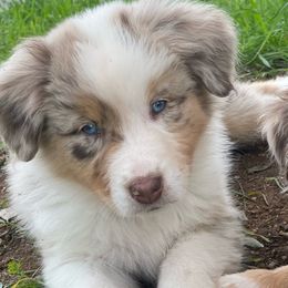 Marley - Red merle Australian Shepherd puppy in Ramona, California from Blue Moon Aussies