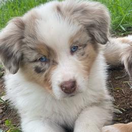 Marley - Red merle Australian Shepherd puppy in Ramona, California from Blue Moon Aussies