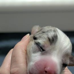 Blue merle tri girl - Blue merle and white female American Corgi puppy in Loretto, Kentucky from Duncan's Border Collies and Corgis