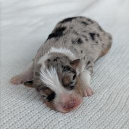 Girl 1 Yellow - Blue merle female Australian Shepherd puppy in Yakima, Washington from Naches Heights Ranch
