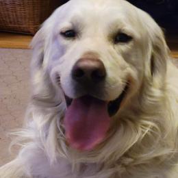 Golden Retrievers from Lenhart Goldens