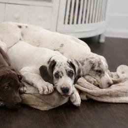 French Bulldog and Great Dane Puppies from Doyle’s Royal K9