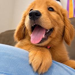 Viva - Dark golden female Golden Retriever puppy in Anson, Texas from Diamond Bar N Ranch