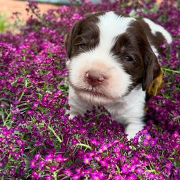 Boy 3 - male Australian Labradoodle puppy in Sedona, Arizona from Red Rock Doodles