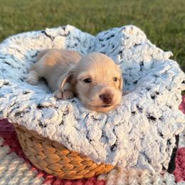 Dolly - Cream female Dachshund puppy in New Albany, Mississippi from Double A. Doxies