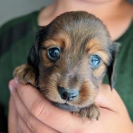 Milly - Red female Dachshund puppy in Danbury, New Hampshire from Maplewood Mountain Farm