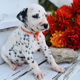 Orange Collar - White and black male Dalmatian puppy in Westhoff, Texas from Smart Dalmatians