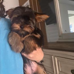 Suri - Black and gold female Yorkshire Terrier puppy in Fort Myers, Florida from Katherine’s Yorkies and Poodles