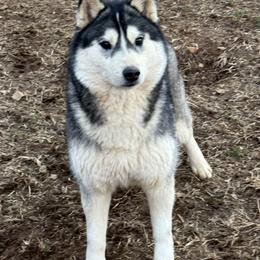 Patty - Siberian Husky