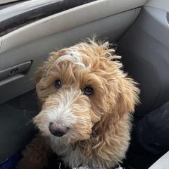 Double Doodle, Goldendoodle, and Labradoodle Puppies from Cloverdale Doodles LLC.