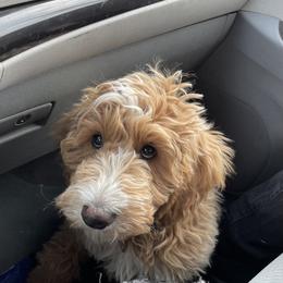 Double Doodle, Goldendoodle, and Labradoodle Puppies from Cloverdale Doodles LLC.