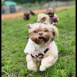 Paisley - Liver female Shih Tzu puppy in Yelm, Washington from Lala's All Star Shih Tzu