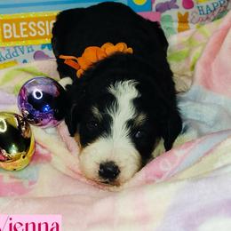 Vienna - Tri-color female Bernedoodle puppy in Beecher, Illinois from Erica’s Doodles