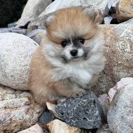 Boy 3 - Orange parti male Pomeranian puppy in Pocatello, Idaho from Avalon Pomeranians
