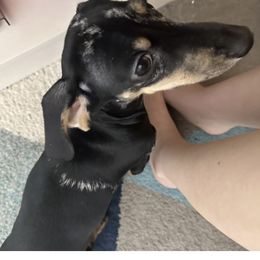 Coney - Dachshund