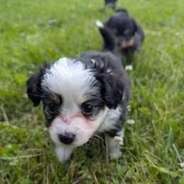 Girl 1 - female Toy Australian Shepherd puppy in Howell, Michigan from Our Family Toy Aussies of Michigan
