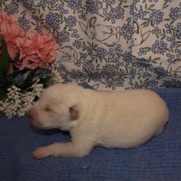 Hershel - Blue male Australian Cattle Dog puppy in Casa Grande, Arizona from Sonoran Dogz