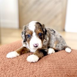 Cider - Merle male Bernedoodle puppy in Dunnellon, Florida from Sweet Honey Doodles
