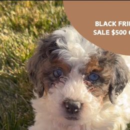Girl 3 - Bernedoodle puppy from Little Diamond Doodles