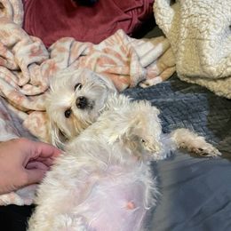 Cavapoos, Maltese, and Maltipoos from Family Doodles