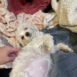 Cavapoos, Maltese, and Maltipoos from Family Doodles