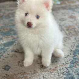 Stitch - White male Pomsky puppy in Lewiston, Minnesota from Family Pomsky