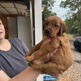 Boy 2 - Dark golden male Golden Retriever puppy in Charlotte, Michigan from White Birch Golden Retreivers LLC