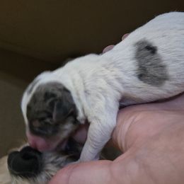 Companion Cross Puppies from Isabelle's Puppy Patch