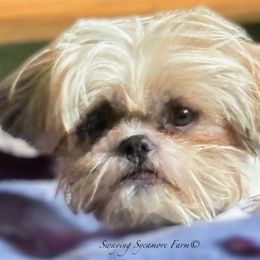 Doc - Shih Tzu