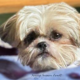 Doc - Shih Tzu