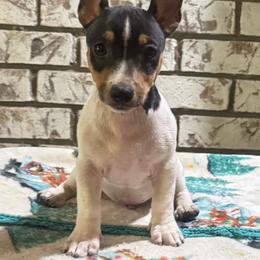 James - White and black male Teddy Roosevelt Terrier puppy in Denham Springs, Louisiana from K&B Menagerie Teddy Roosevelt Terriers