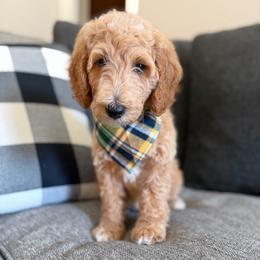 Green - Apricot male Goldendoodle puppy in Spring, Texas from The Doodle Den