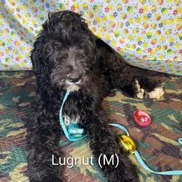 Lugnut - Black male Goldendoodle puppy in Water Valley, Mississippi from Olympian Doodles