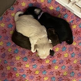 Havanese Puppies from HavToHavaHavi