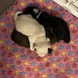 Havanese Puppies from HavToHavaHavi